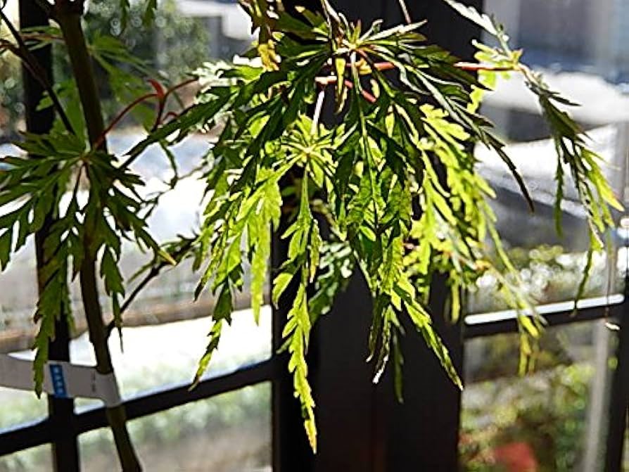 青シダレ 盆栽 水盤付き 青シダレ 盆栽 水盤付き